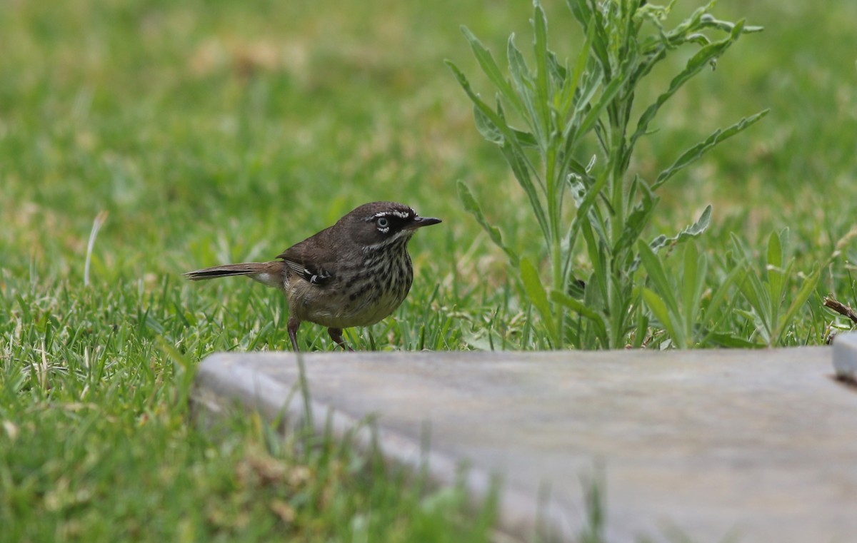 Spotted Scrubwren - ML646819941
