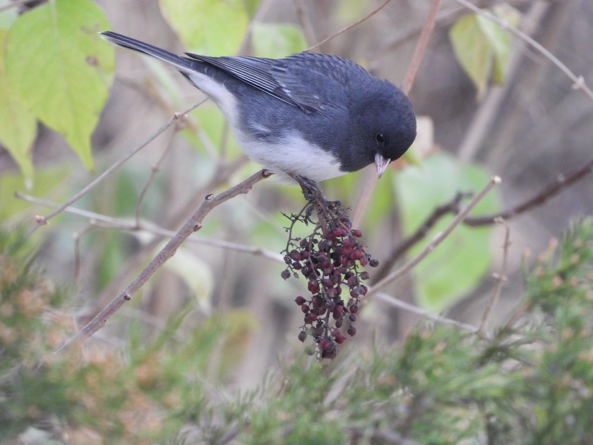 יונקו כהה-עין - ML646819942