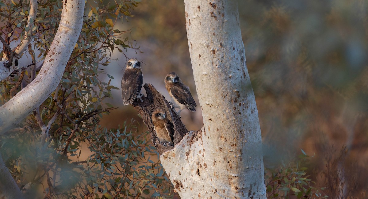 Australian Boobook - ML646819943