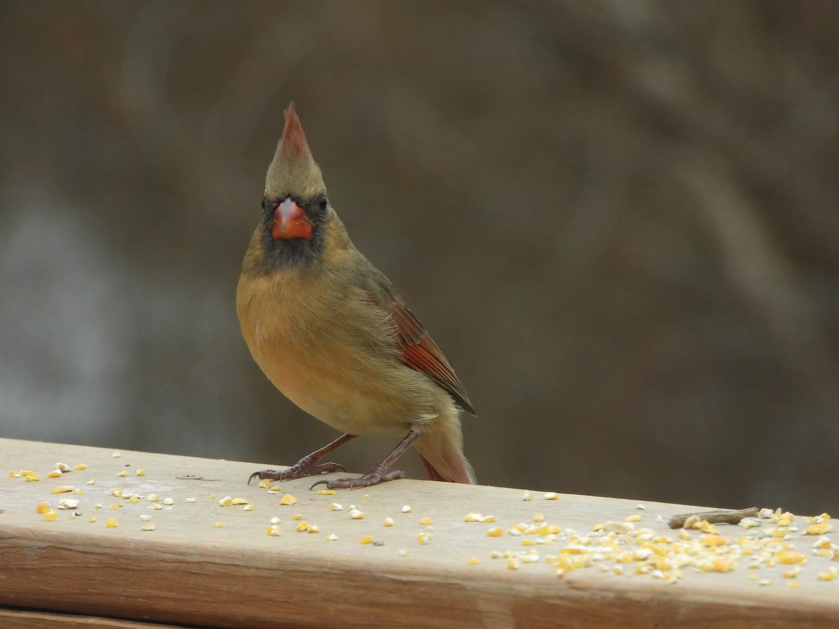 קרדינל צפוני - ML646819951