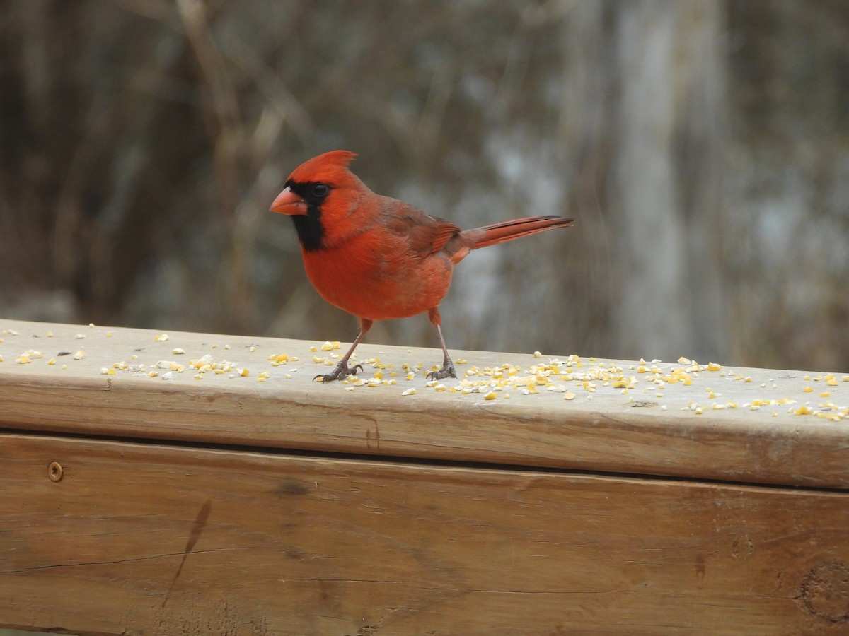 קרדינל צפוני - ML646819952