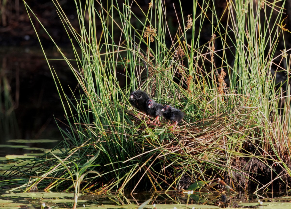 Talève australe - ML646819955