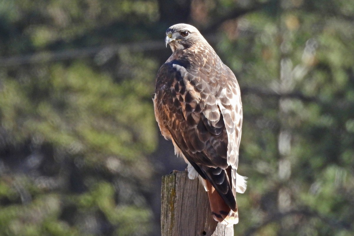 Zapelatz buztangorria - ML646819956