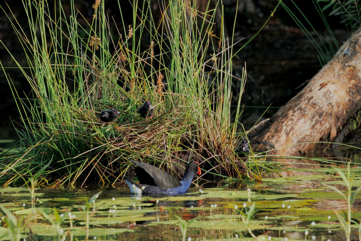 Talève australe - ML646819957