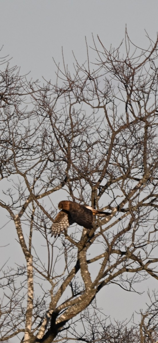 Northern Harrier - ML646819958