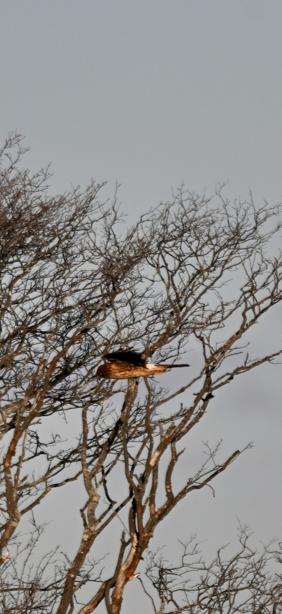 Northern Harrier - ML646819959