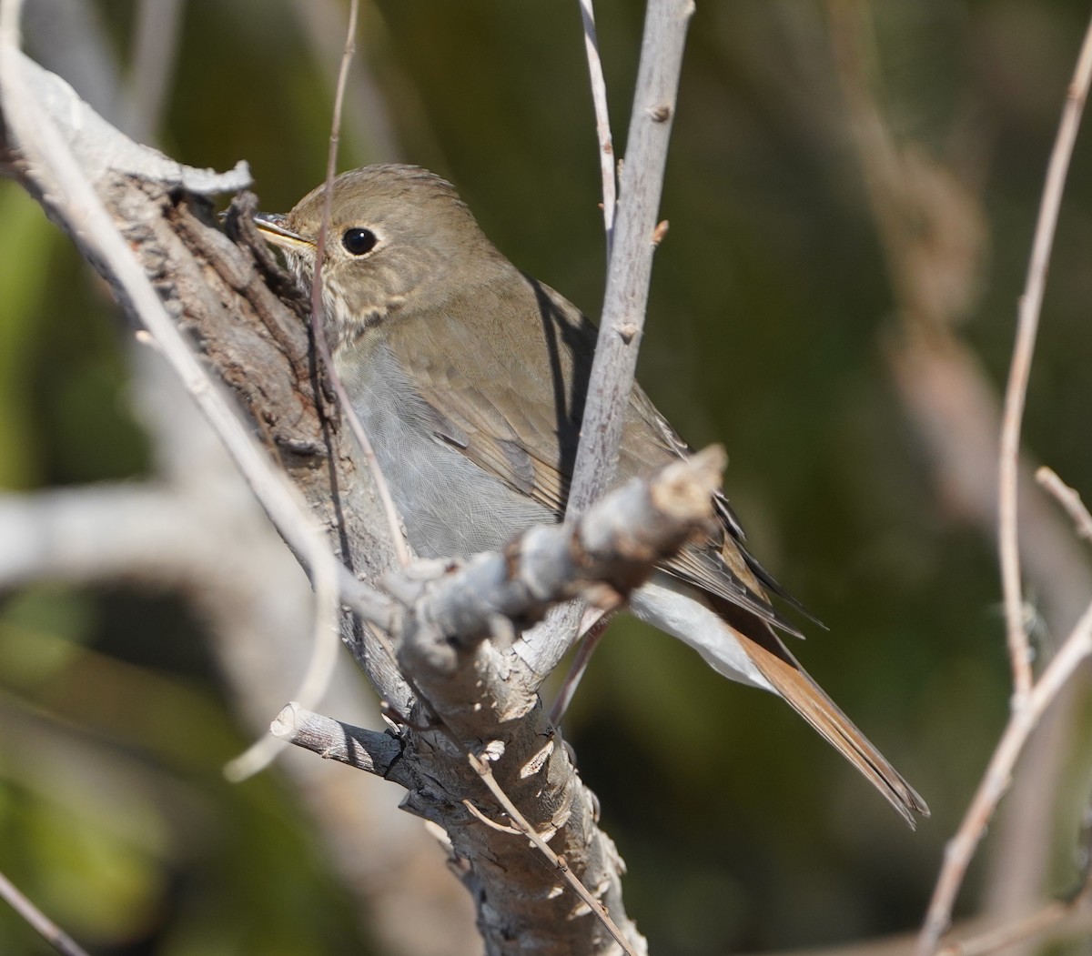 Einsiedler-Musendrossel - ML646819960