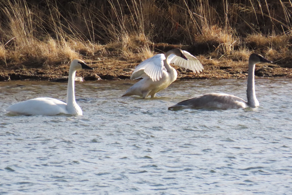 Trumpeter Swan - ML646819975