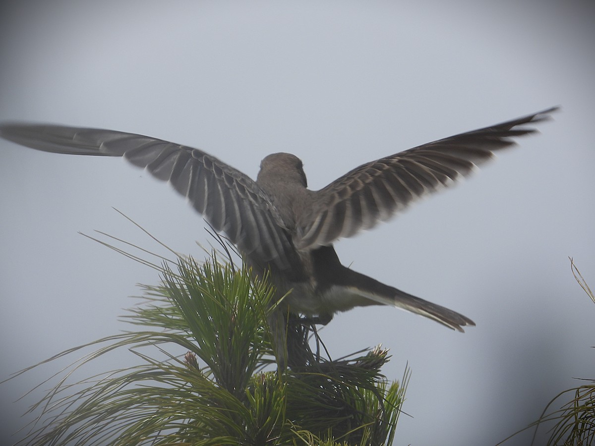 Горный гаучо - ML646819976