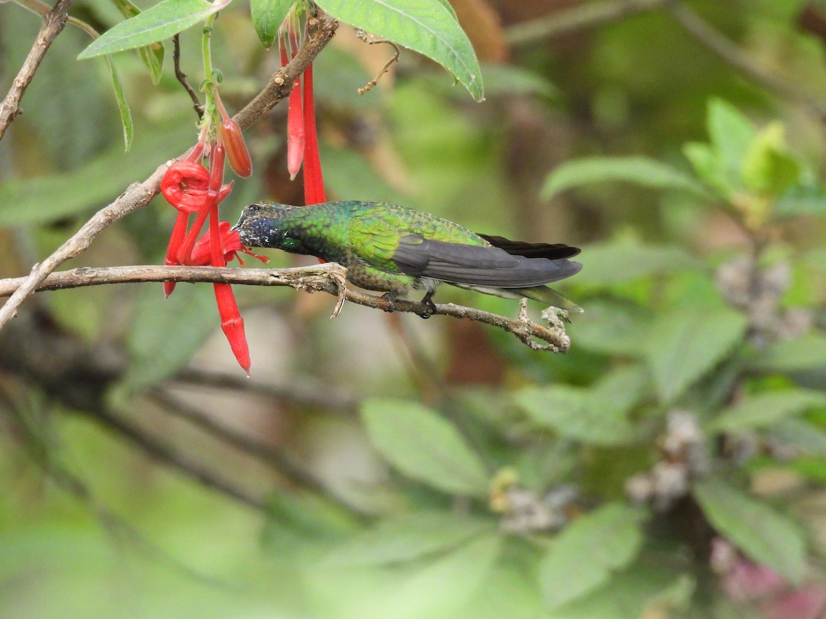 fiolørekolibri - ML646819977
