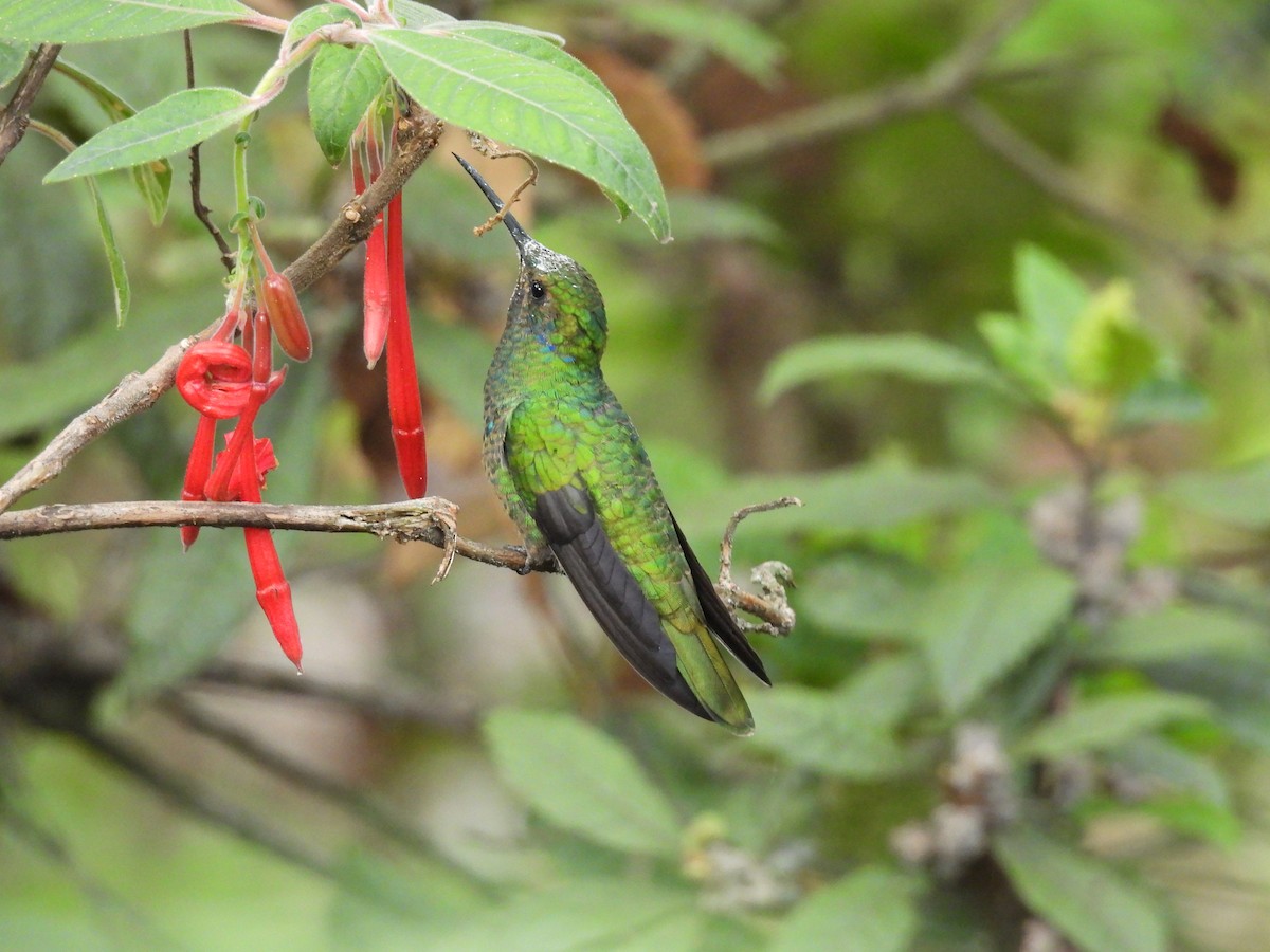 fiolørekolibri - ML646819978