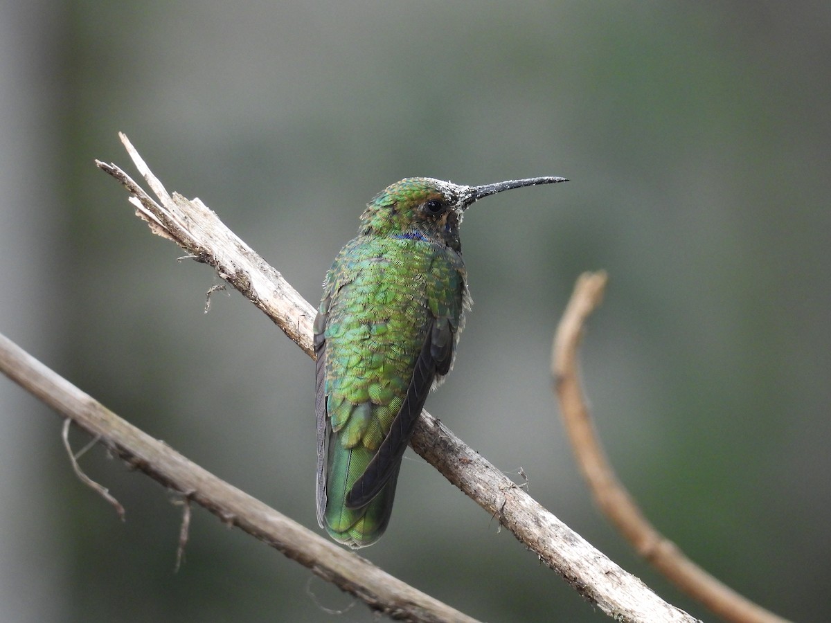 fiolørekolibri - ML646819979