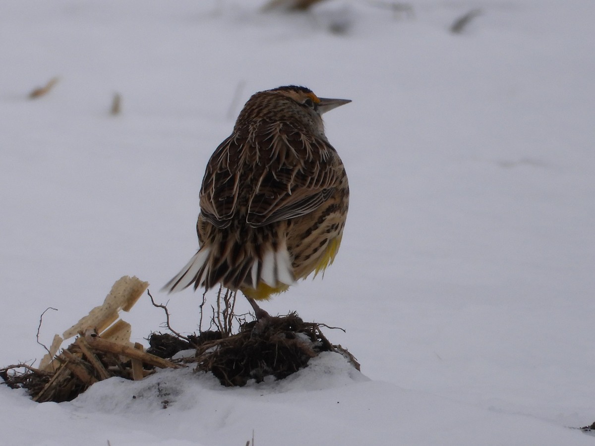 Western/Eastern Meadowlark - ML646819981