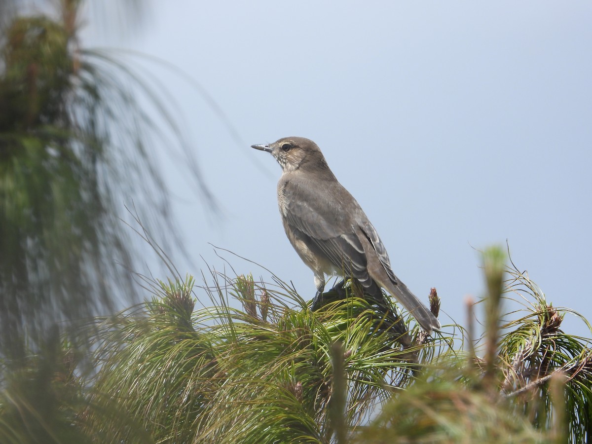 Горный гаучо - ML646819982