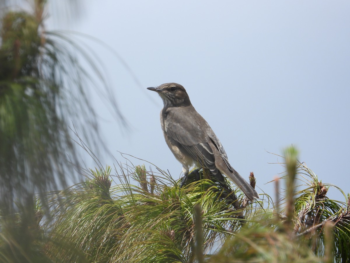 Горный гаучо - ML646819983