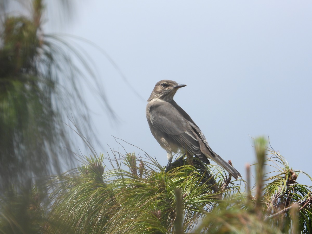 Горный гаучо - ML646819984