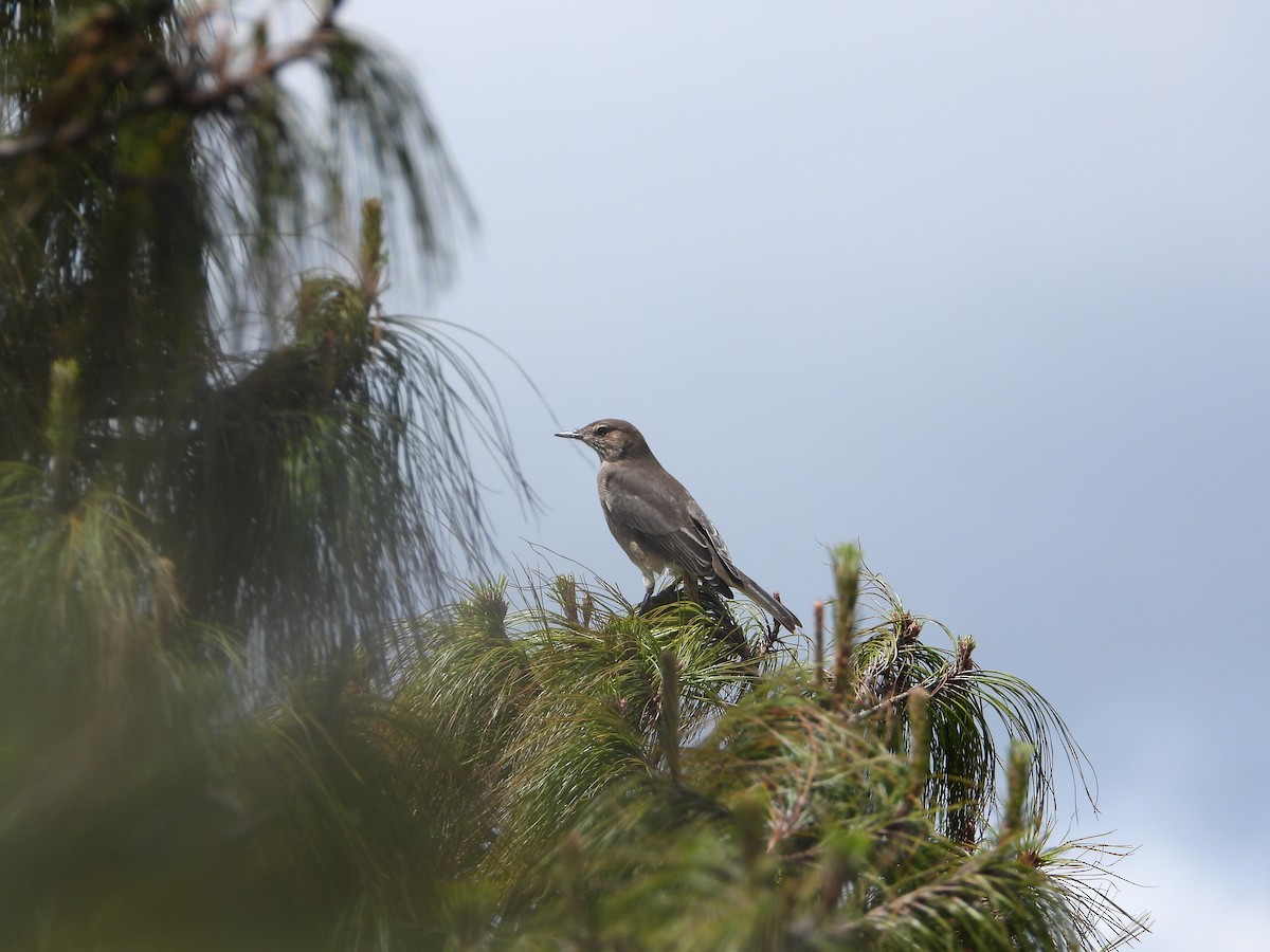 Горный гаучо - ML646819985