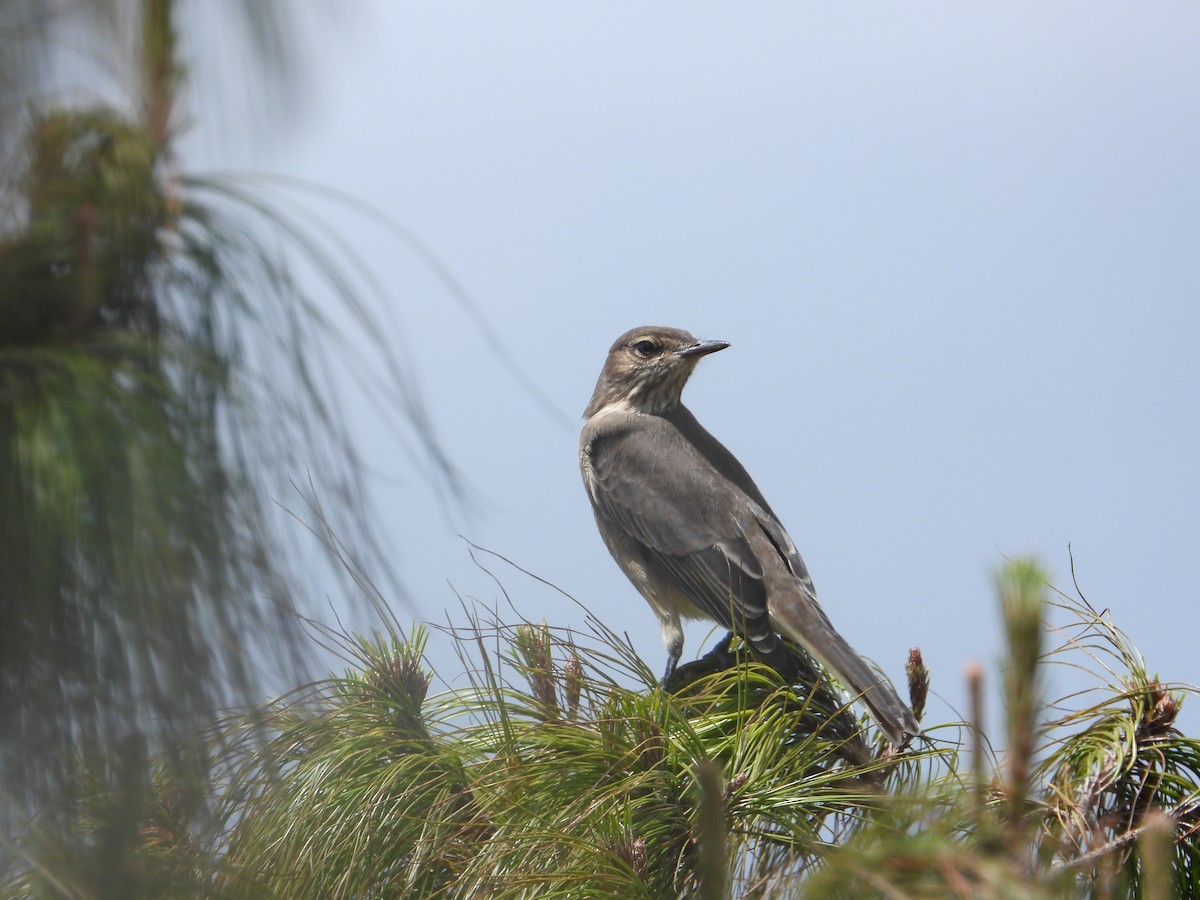 Горный гаучо - ML646819986