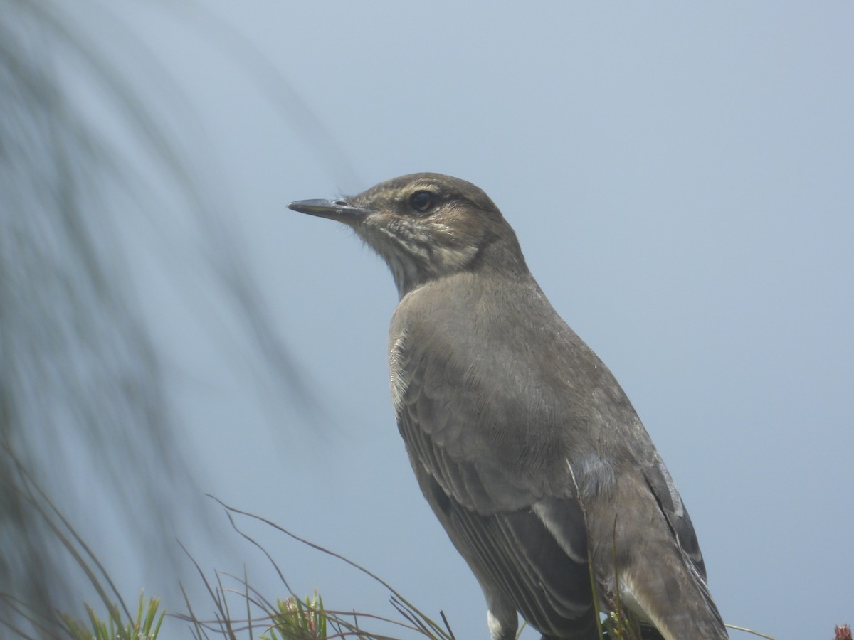 Горный гаучо - ML646819987