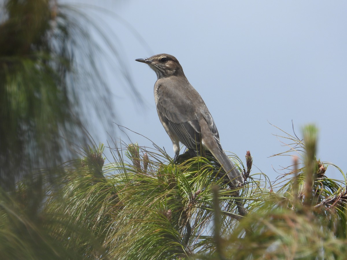 Горный гаучо - ML646819988