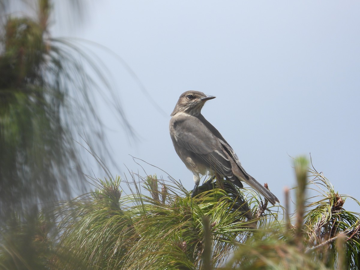 Горный гаучо - ML646819989