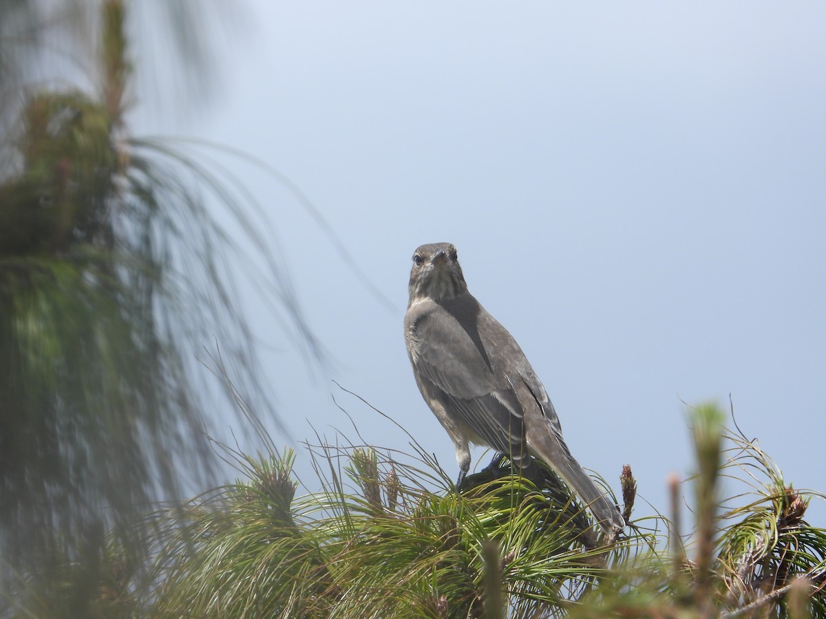 Горный гаучо - ML646819990