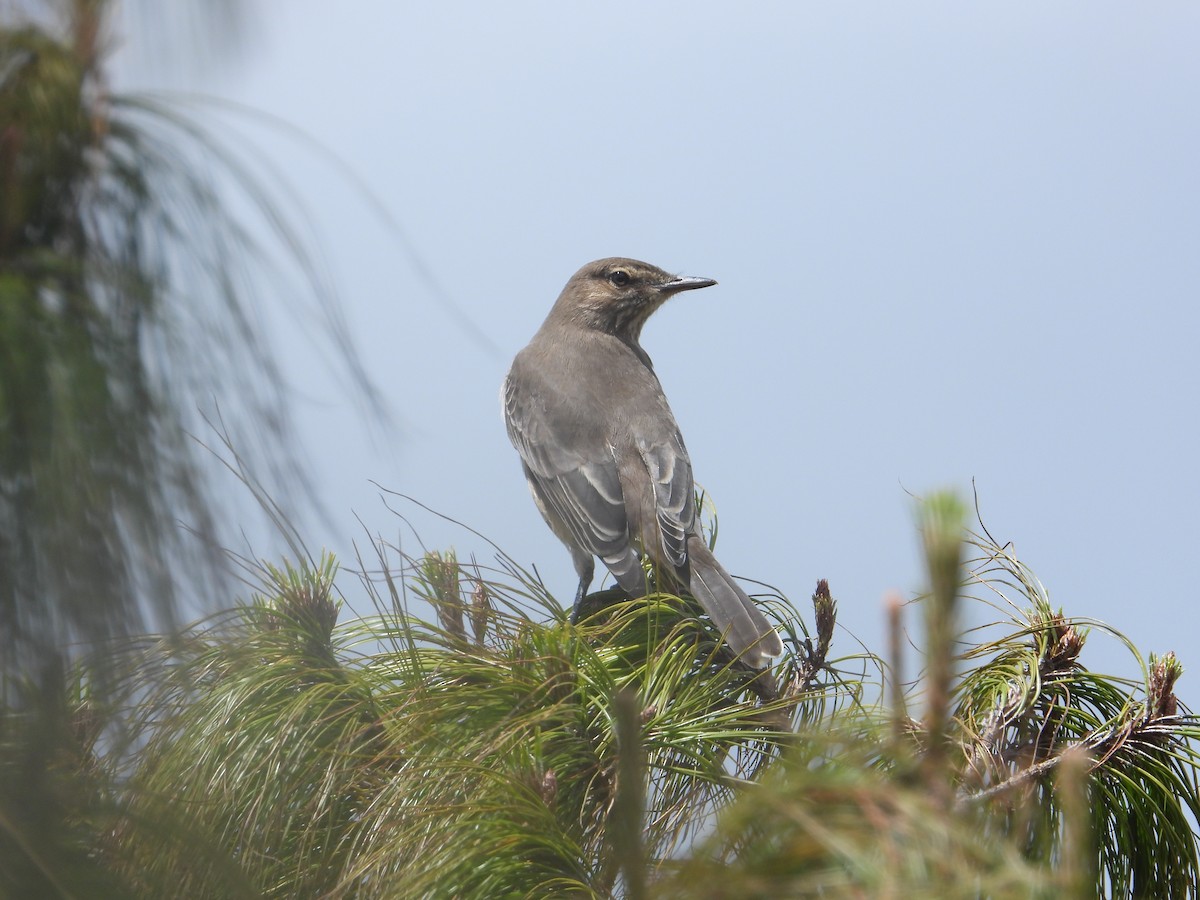 Горный гаучо - ML646819991