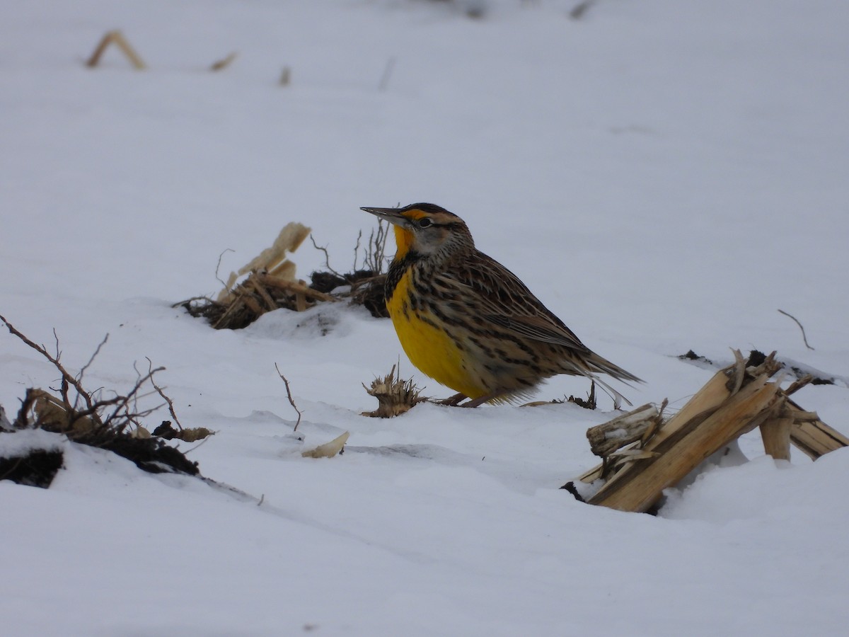 Western/Eastern Meadowlark - ML646819992