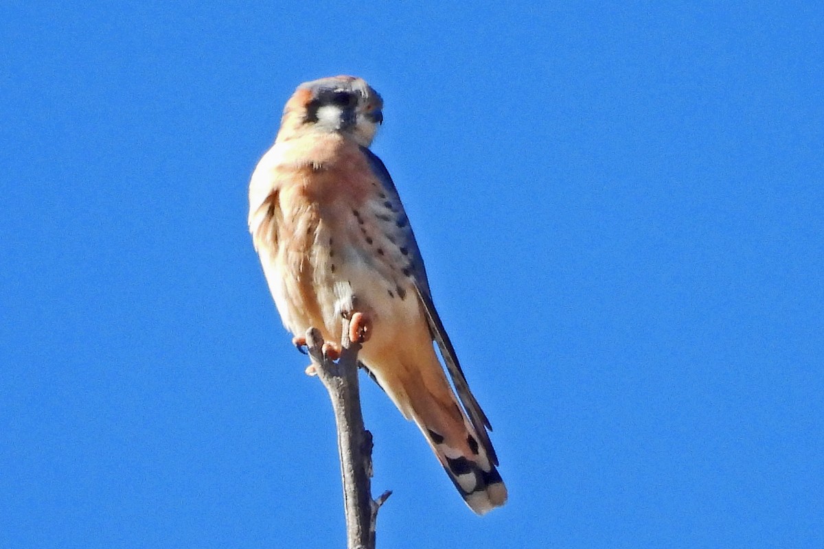 Belatz amerikarra - ML646819998