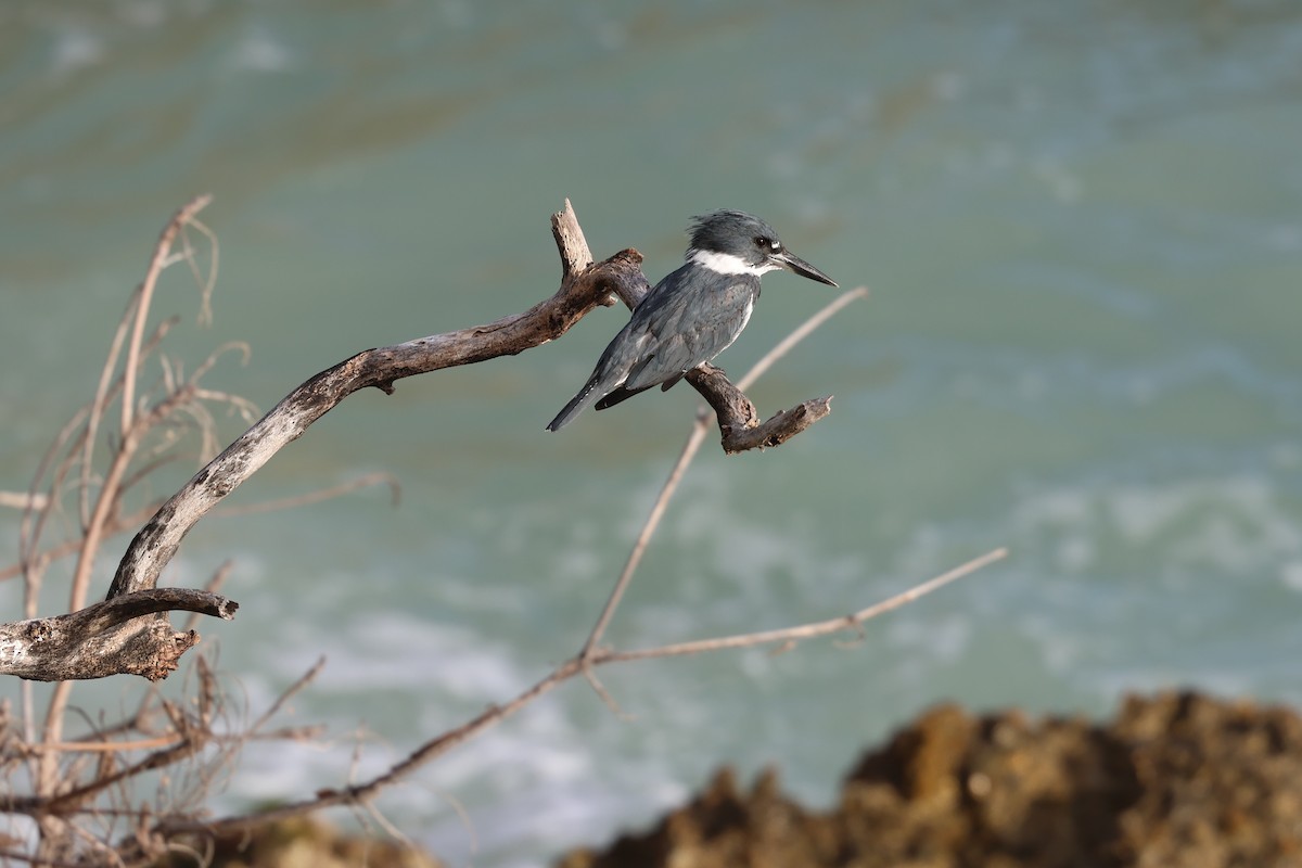 Martín Gigante Norteamericano - ML646819999