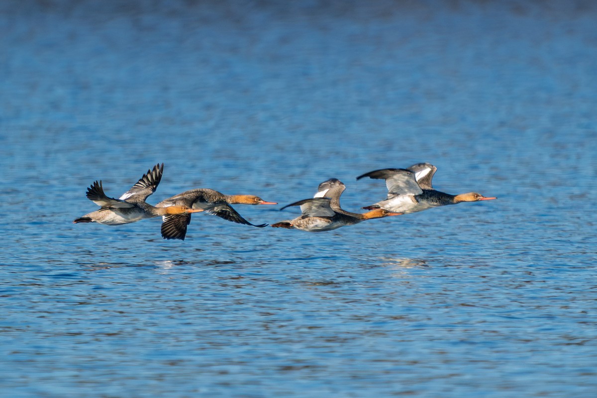 Red-breasted Merganser - ML646820000