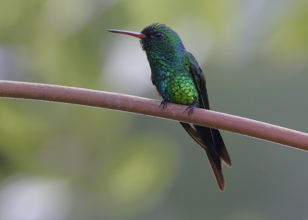 Émeraude de Cozumel - ML646820001