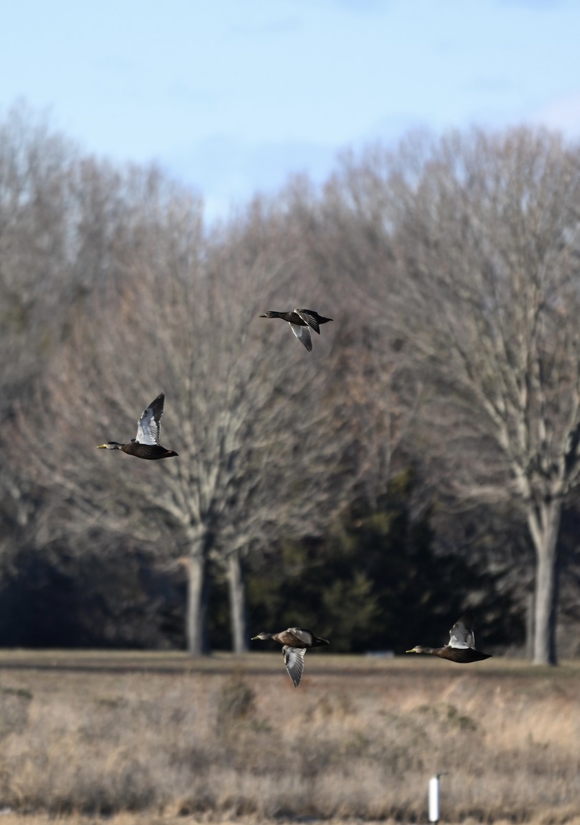 American Black Duck - ML646820002
