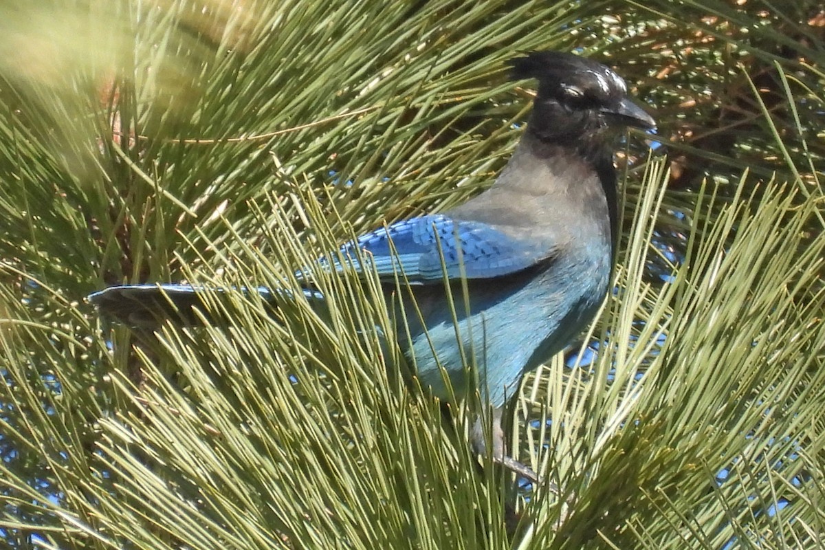 Steller's Jay (Southwest Interior) - ML646820004