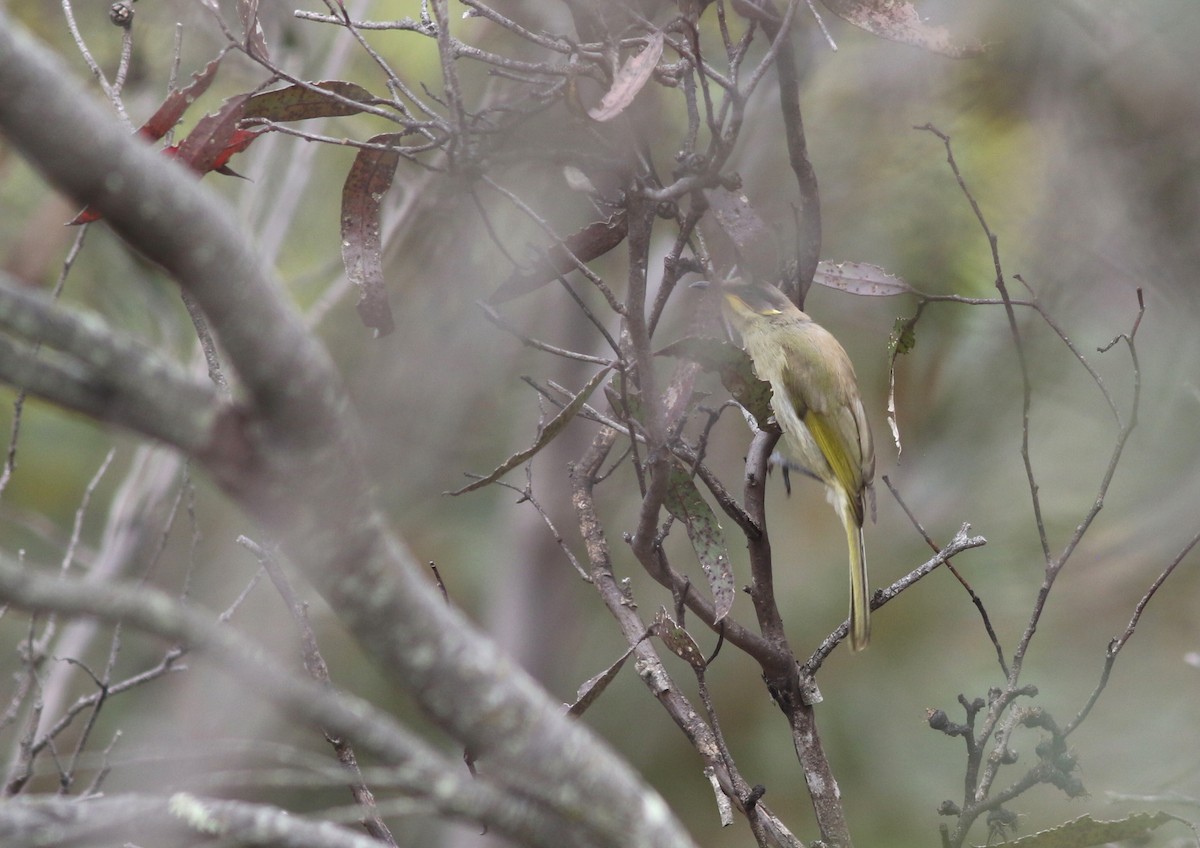 Purple-gaped Honeyeater - ML646820005