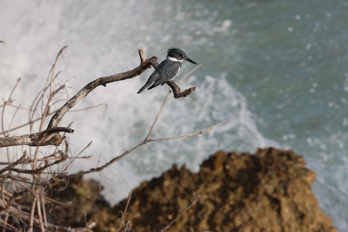 Martín Gigante Norteamericano - ML646820006