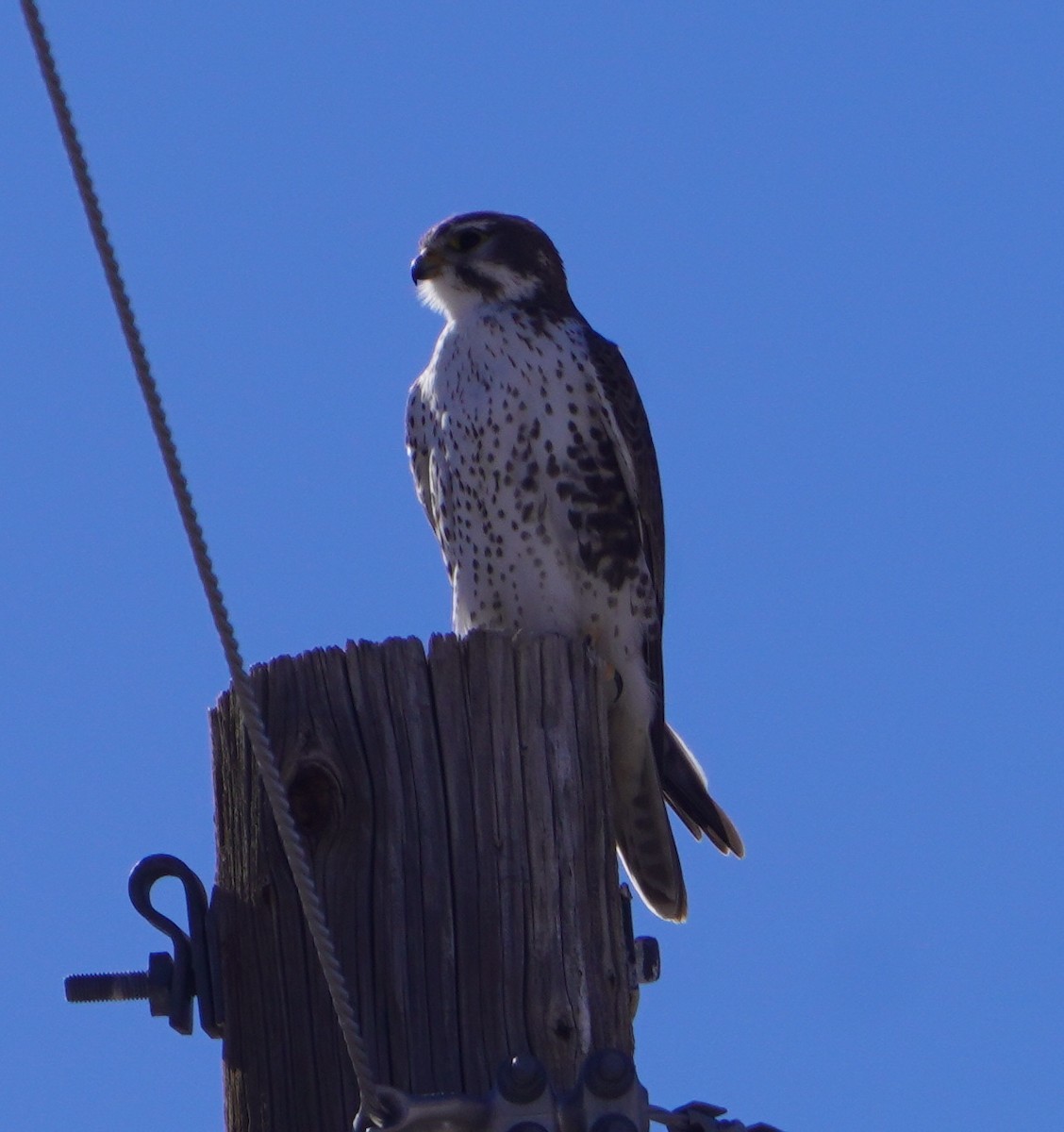 Präriefalke - ML646820009