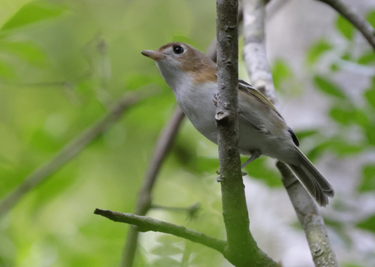 Cozumel Vireo - ML646820010