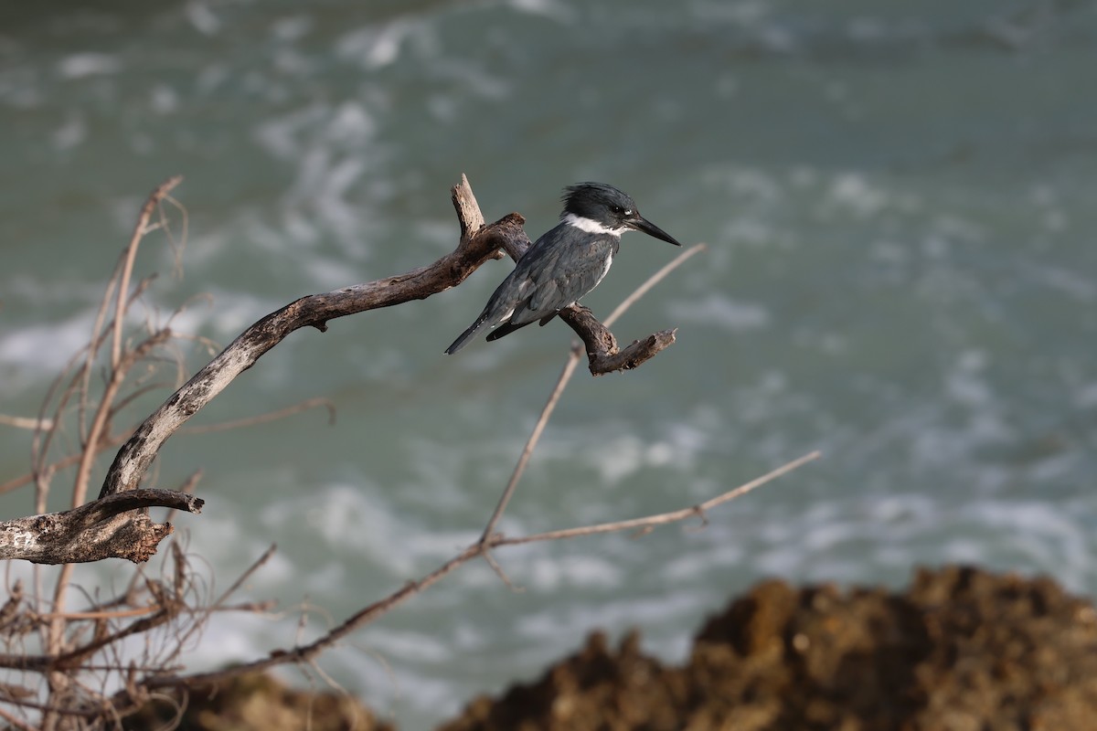 Martín Gigante Norteamericano - ML646820011