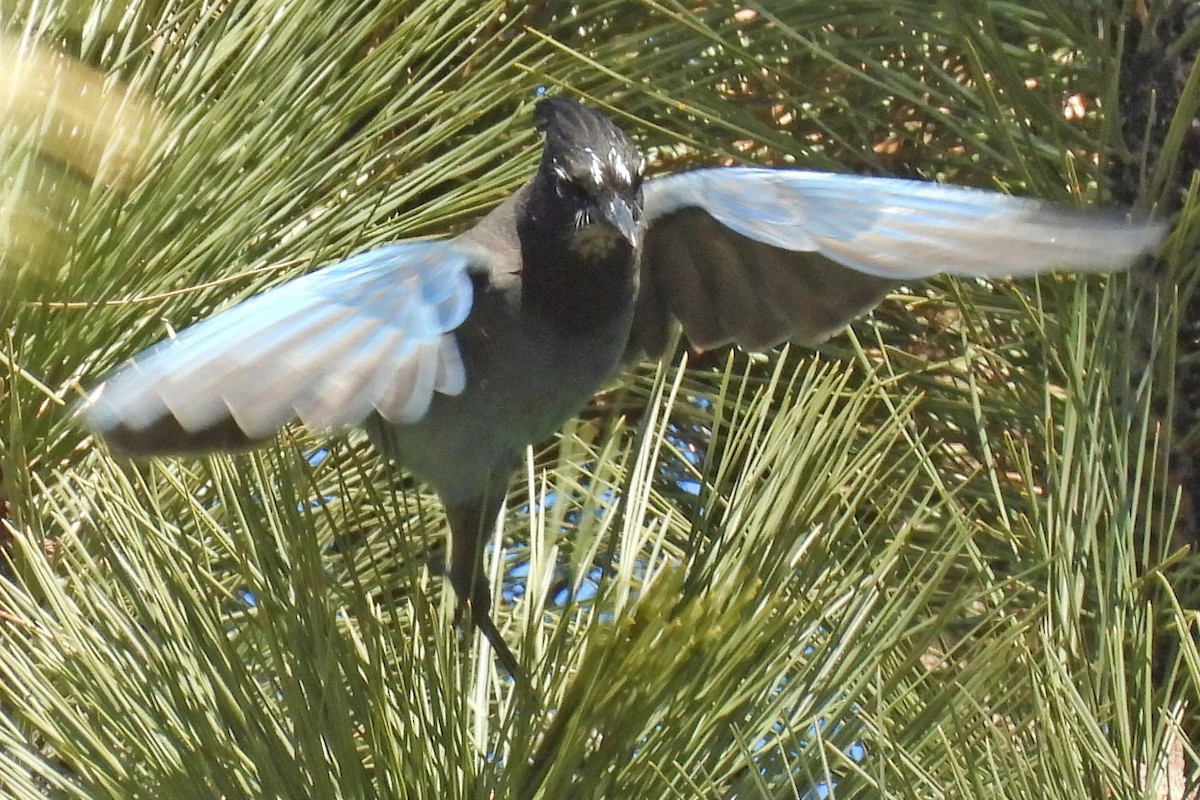 Steller's Jay (Southwest Interior) - ML646820012