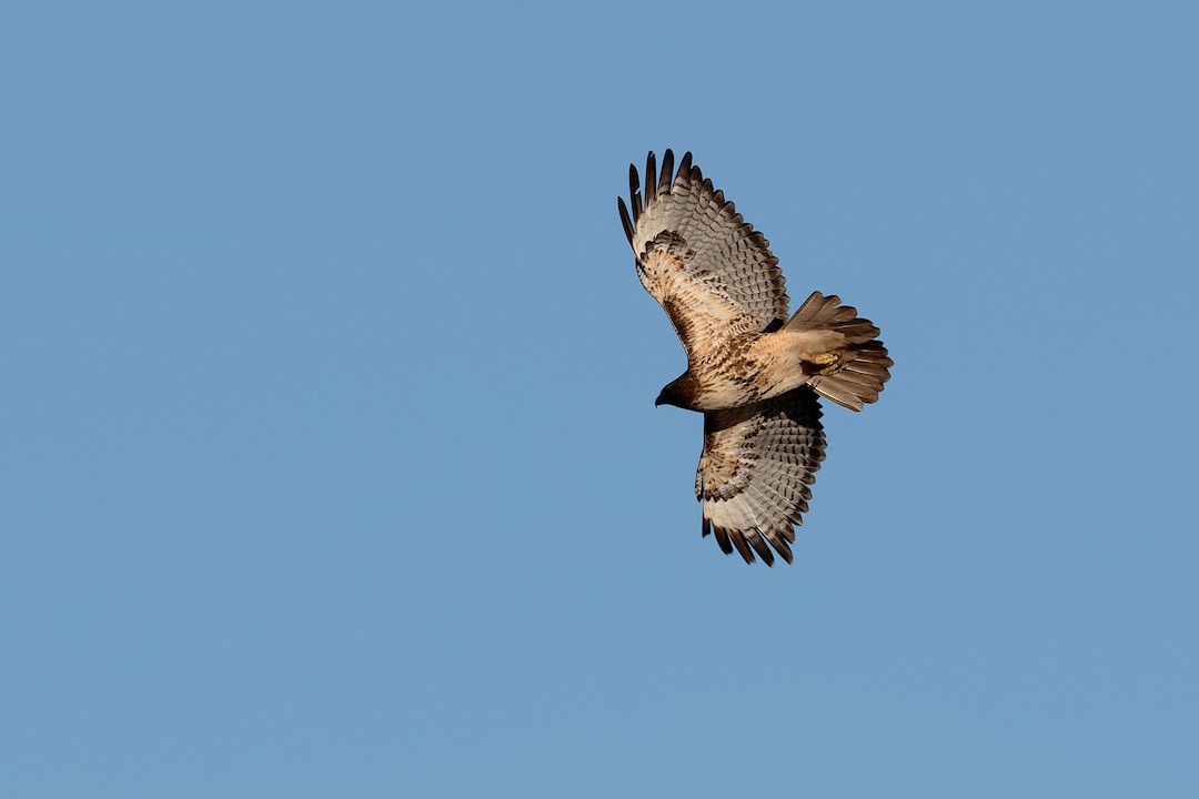 Busardo Colirrojo - ML646820013