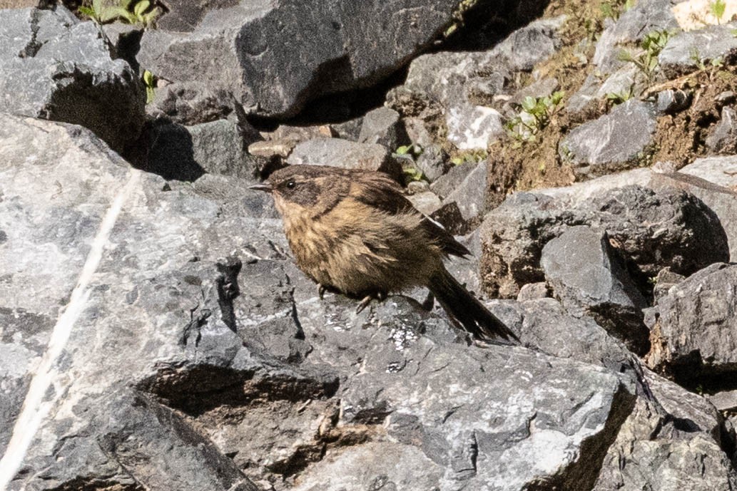 Brown Accentor - ML646820014