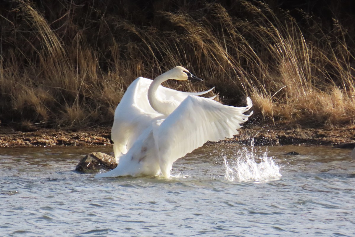 Trumpeter Swan - ML646820015