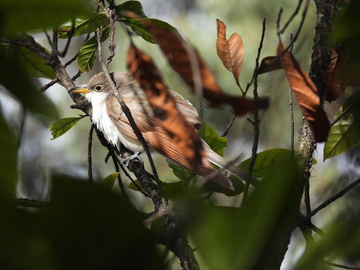 Coulicou à bec jaune - ML646820017