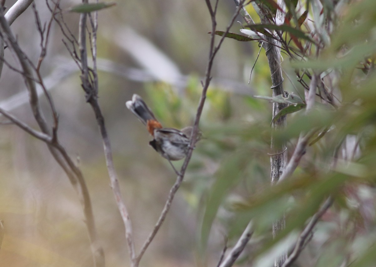 Shy Heathwren - ML646820018