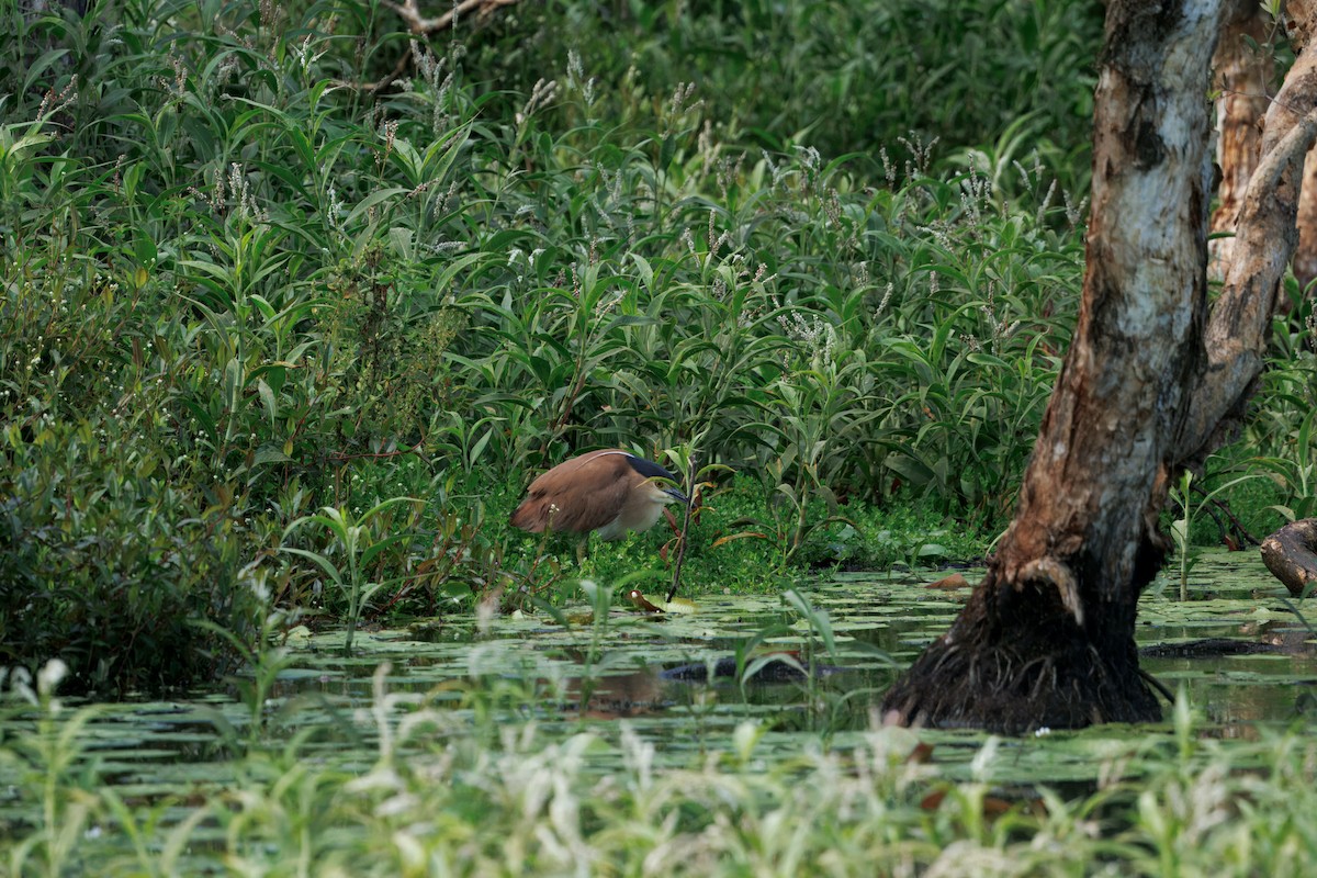 Bihoreau cannelle - ML646820019