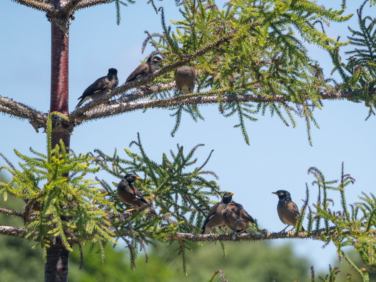 家八哥 - ML646820020