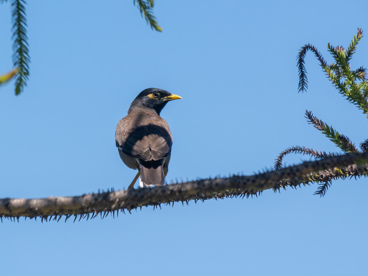 家八哥 - ML646820021