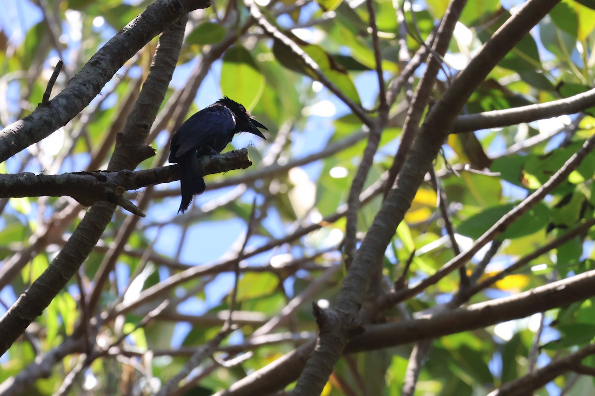 Spangled Drongo - ML646820022