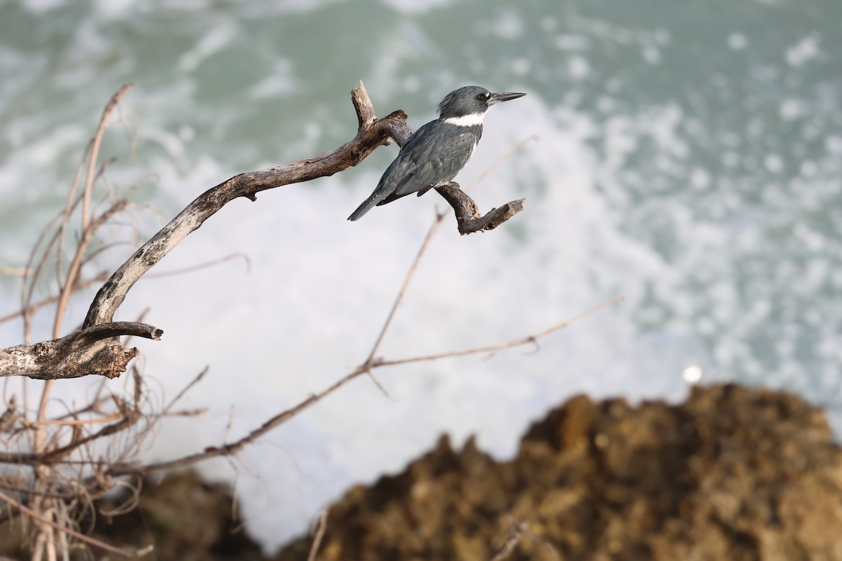 Martín Gigante Norteamericano - ML646820023